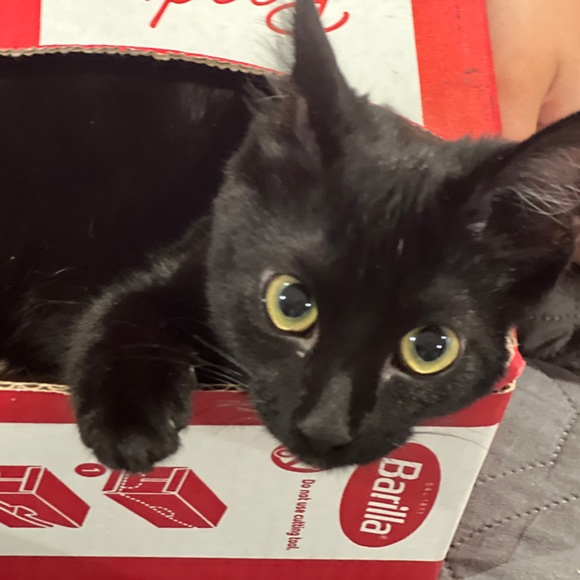 Meet your Posher, Stacey - Picture 3 of 7